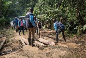 فريق تابع لمنظمة الصحة العالمية يقوم بمساعدة السكان المحليين بعبور طريق عبر الغابات الاستوائية لجلب لقاح الإيبولا إلى المجتمعات النائية في جمهورية الكونغو الديمقراطية.