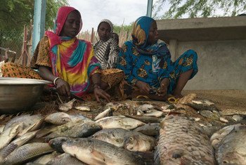 Des femmes du lac Tchad ont reçu de nouveaux filets de la part du Programme des Nations Unies pour le développement (PNUD) afin de pouvoir attraper davantage de poissons.