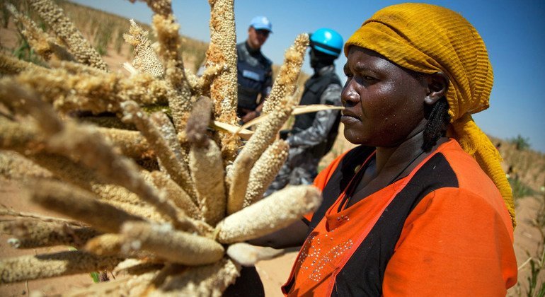 Sadias Adam Imam, recoge mijo cerca de El Fasher, en Darfur, mientras es escoltada por cascos azules jordanos de la UNAMID en noviembre de 2010.