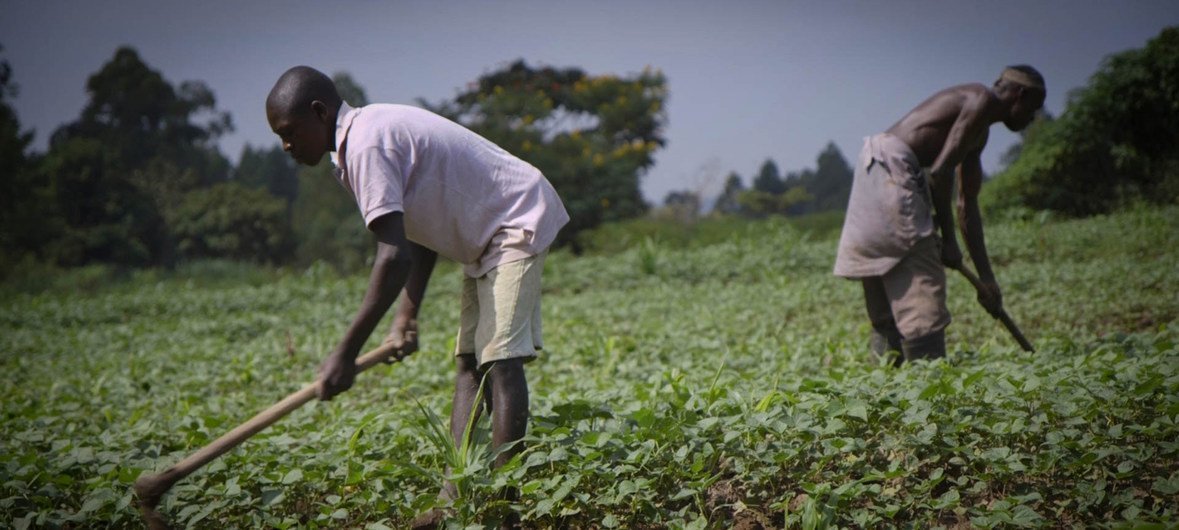 气候变化已经真切地影响到了每一个人，乌干达农民所面临地气候条件越发不稳定，对农业生产带来严重影响。