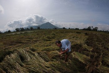 一名菲律宾农民正在田间割草。