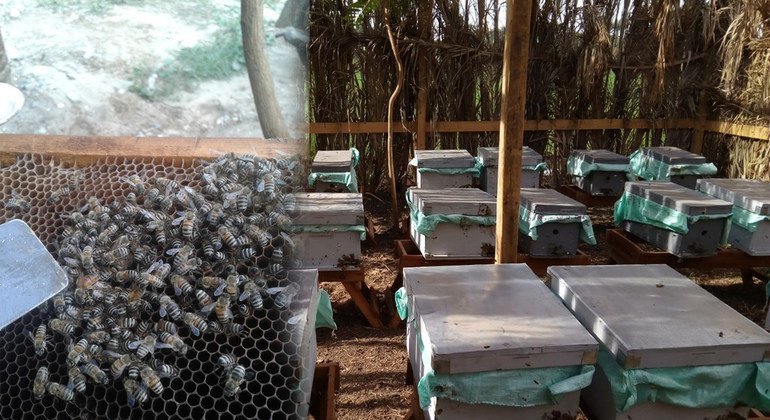 مشروع تربية النحل وإنتاج العسل في محافظة قنا