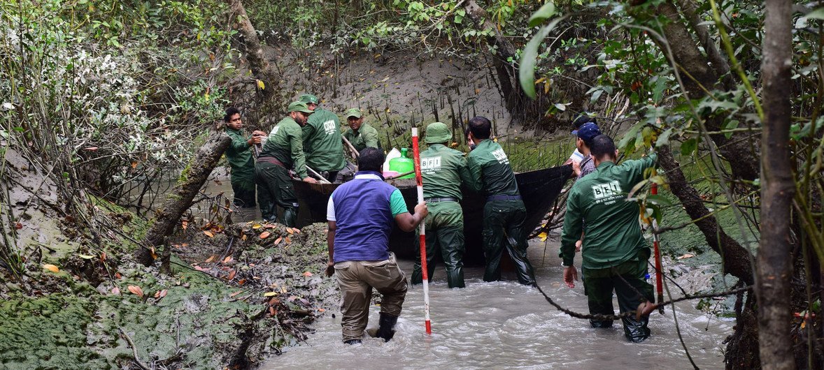 研究人员正在对孟加拉国的孙德尔本斯森林保护区进行实地考察。