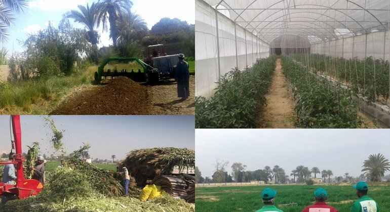 مشاريع زراعية وإعادة تدوير المخلفات الزراعية في محافظة قنا