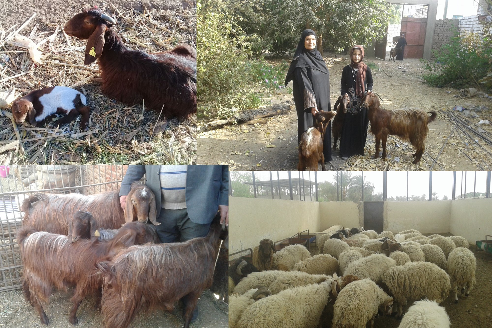 مشروع تربية الماشية في قرية الترامسة - محافظة قنا