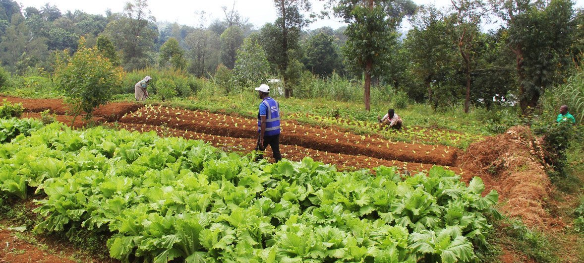 联合国开发计划署与科摩罗政府开展合作，对该国农民进行农业技术培训。