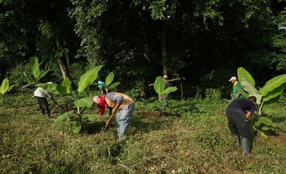 Miembros de la cooperativa COOMPAZCOL, formada por excombatientes de las FARC-EP trabajan en el campo.