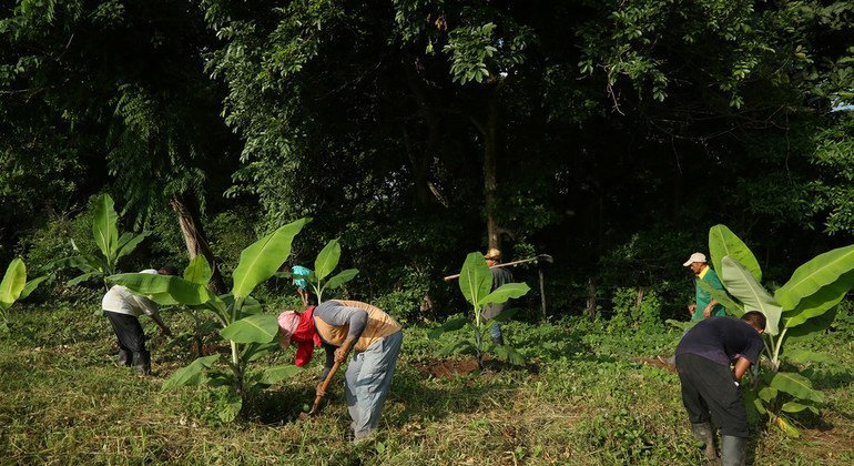 Miembros de la cooperativa COOMPAZCOL trabajan en el campo, en Colombia.
