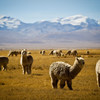 生活在秘鲁安第斯山脉地区的羊驼。