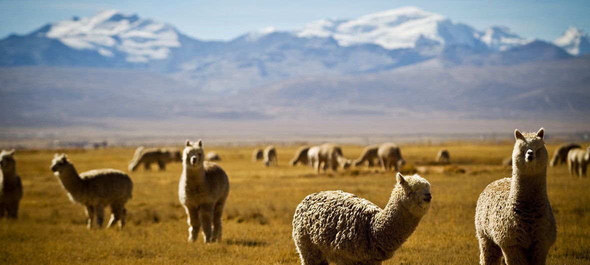 生活在秘鲁安第斯山脉地区的羊驼。
