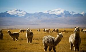 Las alpacas Suri, una raza poco común de alpaca, conocida por su fibra muy suave y cara, forman parte de un proyecto del PNUD para mejorar los medios de subsistencia en un remoto pueblo de Perú.