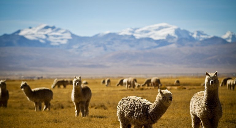 Suri alpacas, a rare breed of alpaca, known for its very soft and expensive fibre are part of a UNDP project to improve livelihoods in a remote town in Peru.