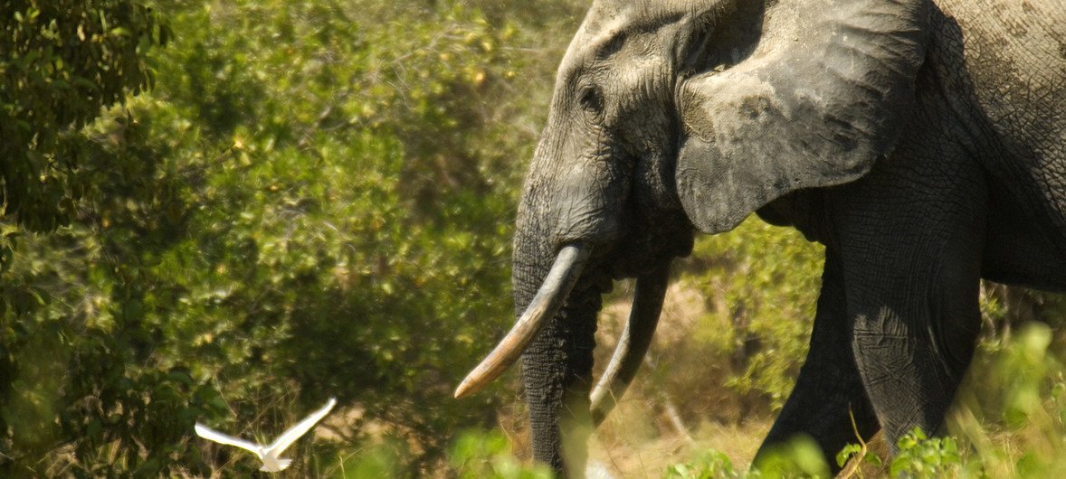 Un elefante en Ghana.