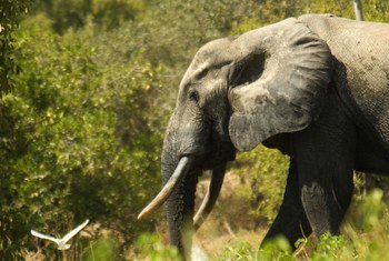 在加纳拍摄到的非洲象。