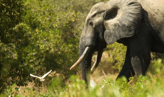 An elephant and a bird in the wilderness of Ghana.