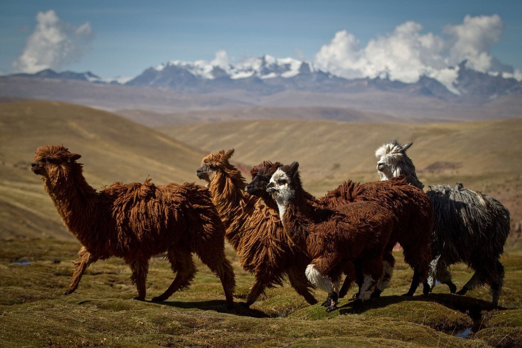 苏利（Suri）羊驼的纤维在普诺高山上燃烧时，显现出它们颜色的多样性，这也促使了安第斯牧场的再生。因此，努尼奥瓦被称为苏利羊驼之都。这种羊驼是一种稀有品种，以其柔软而昂贵的纤维而闻名。
