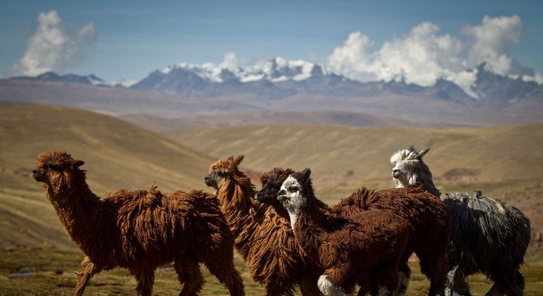 苏利（Suri）羊驼的纤维在普诺高山上燃烧时，显现出它们颜色的多样性，这也促使了安第斯牧场的再生。因此，努尼奥瓦被称为苏利羊驼之都。这种羊驼是一种稀有品种，以其柔软而昂贵的纤维而闻名。