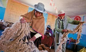 Mujeres y hombres clasificando la fibra de alpaca. 