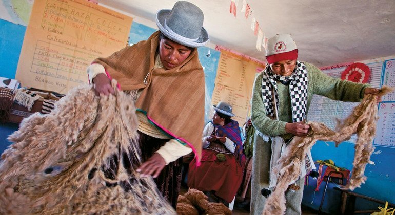 普诺科哈塔(Cojata)社区里的居民都已经成为羊驼纤维的分类专家，他们根据颜色和质量将它们分开。该项目的另一项重大成就是彩色苏利羊毛的价格已经超过白色华卡约(Huacaya)羊驼毛的价格，大大提升了该地区苏利羊驼的价值。