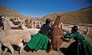 Las mujeres de Laraqueri en las alturas de Puno. 