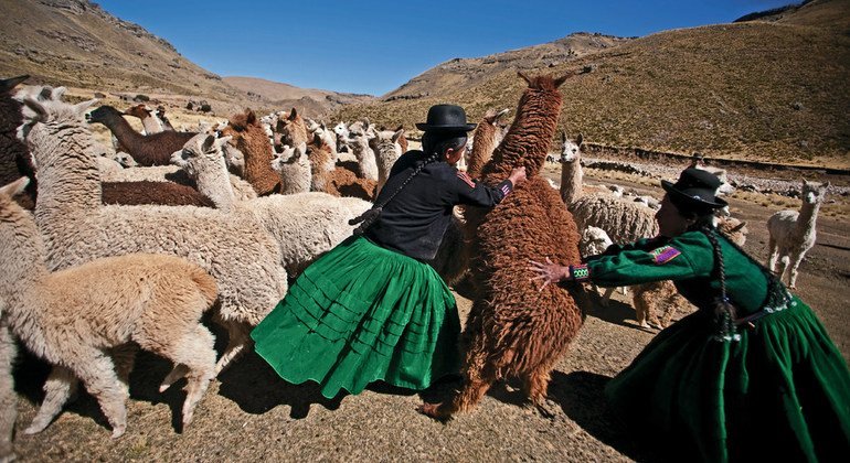 努尼奥瓦羊驼社区海拔超过4000米。这个偏远社区属于一个被群山环绕、没有树木并且常年干旱的安第斯生态系统。在普诺高原的拉然格里(Laraqueri)，当地的妇女组织根据祖传下来的经验，来保护羊驼的遗传多样性。