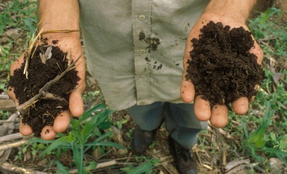 Треть всех почв в мире пострадала от эрозии, вымывания органических веществ и других негативных процессов, сообщают в ФАО.