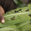 Еравяная совка родом из Северной и Южной Америки поедает все на своем пути, в тому числе кукурузу, рис, овощи