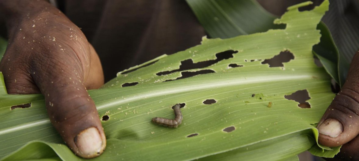 Una planta de maíz atacada por el gusano cogollero.