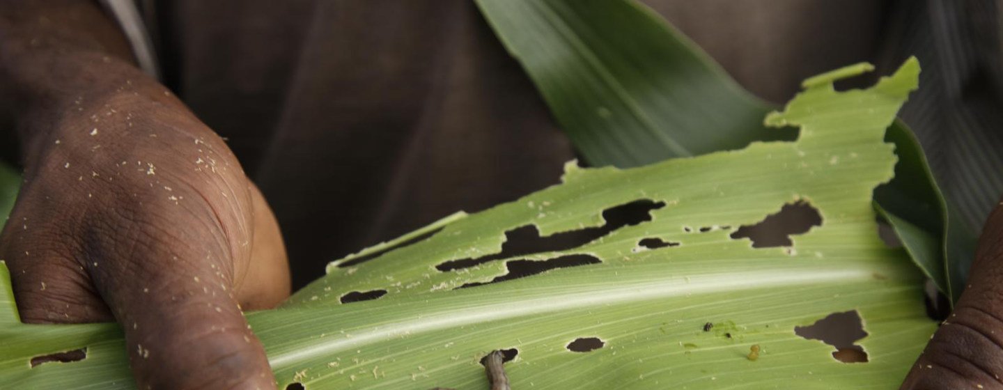 Una planta de maíz atacada por el gusano cogollero.
