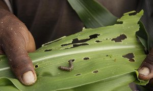 A maize plant attacked by the fall armyworm.