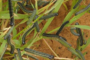 Fall armyworm infestation in grasslands in Lesotho.