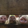 A chegada e a rápida disseminação da febre suína africana à China, com metade do total mundial de suínos, terá um efeito significativo nos mercados mundiais, tanto para a carne quanto para a ração animal.