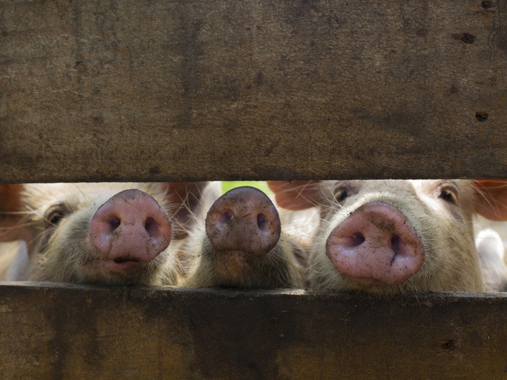 Il n'existe aucun vaccin efficace pour protéger de la peste porcine.