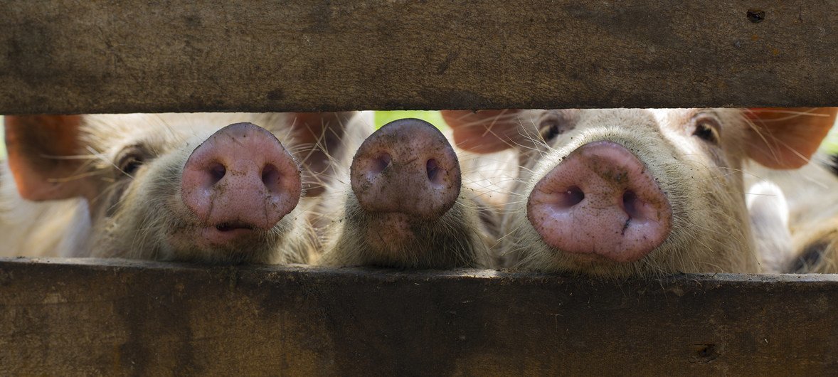  Il n’existe pas de vaccins efficaces pour protéger les porcs de la maladie.