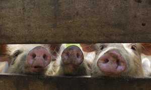 There is no effective vaccine to protect swine from the ASF disease.