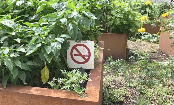 A sign prohibits smoking in the food garden at United Nations Headquarters in New York, 22 August 2018.