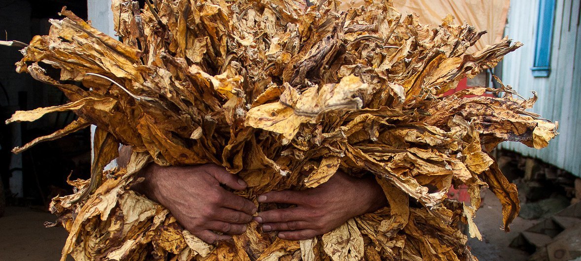 Фермер в Бразилии держит в руках листья табака. 