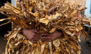 Tobacco grower holding tobacco leaves. Brazil.