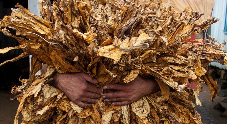 Un productor de tabaco recoge la cosecha en Brasil