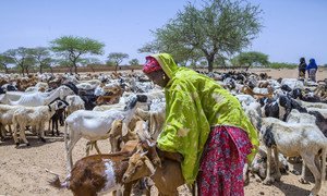A woman tends to her herd of goats in Niger, a country in Sub-Saharan Africa that recorded the lowest Human Development Index (HDI) value in 2017. As a region, Sub-Saharan Africa fared poorly on development indicators, including health, education and income.