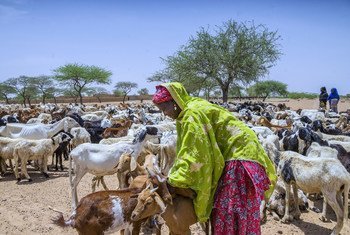 Le Niger fait partie des pays en bas de l'indice de développement humain publié par le PNUD. Sur la photo une femme au Niger s'occupe de ses chèvres.