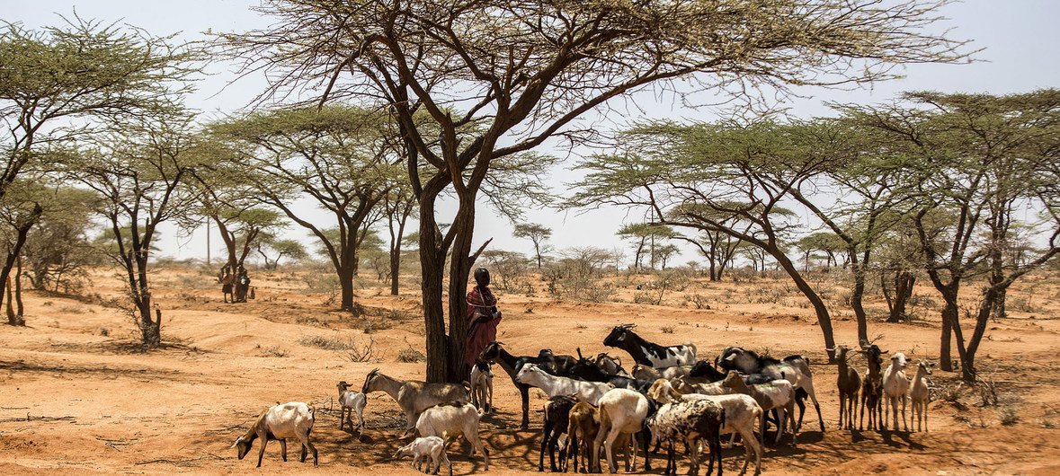  2017年9月，在肯尼亚中部的桑布鲁，一名牧民等待山羊接种致命疾病小反刍动物疫苗。