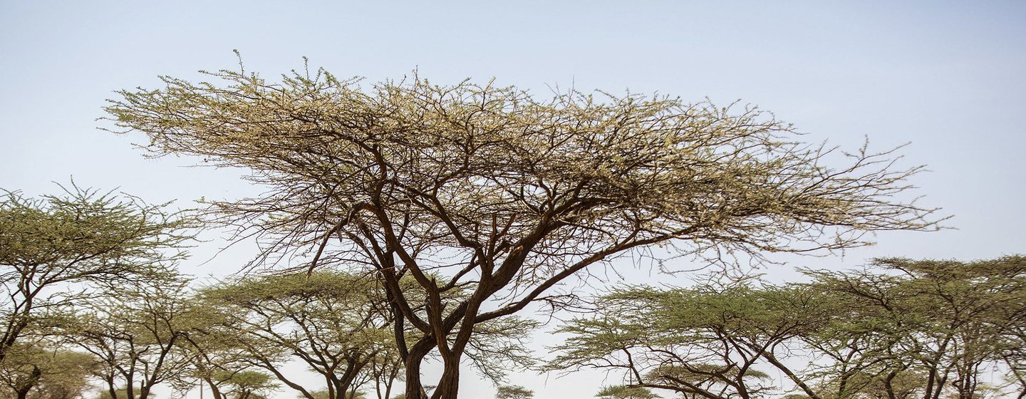 Kaunti ya Samburu nchini Kenya, mfugaji akizubiri mbuzi wake wachanjwe dhidi ya PPR.