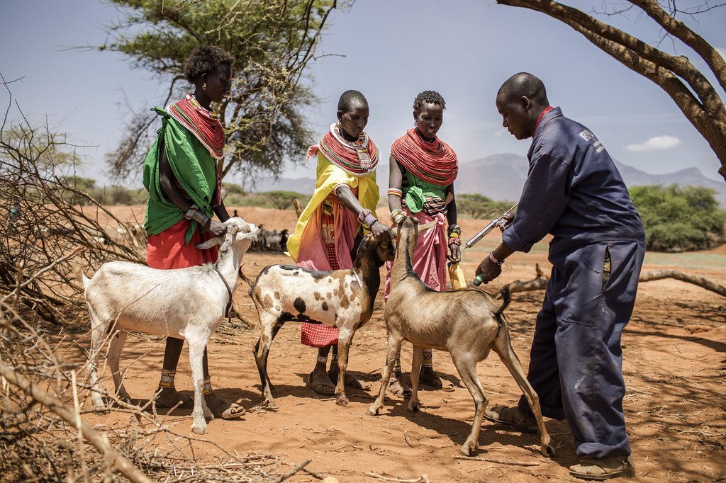 2017年9月，肯尼亚中部桑布鲁实施了一项针对小反刍兽疫的疫苗接种方案。