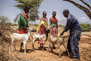 A veterinarian immunizes a goat against the Peste des petits ruminants virus in Samburu, central Kenya. In spite of a very high fatality rate, PPR is easily preventable with inexpensive vaccines that can be administered at low cost