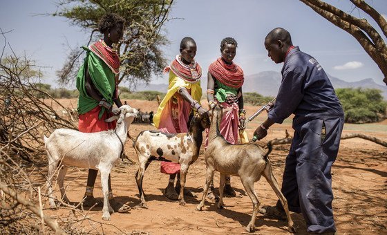 FAO: Cerca de 600 milhões membros das famílias mais necessitadas têm a produção animal como uma fonte de renda essencial