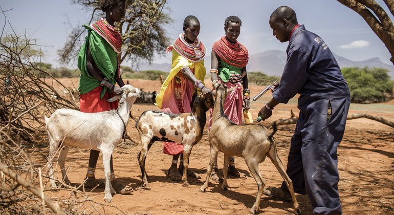 Un programme de vaccination contre la peste des petits ruminants à Samburu, au Kenya, en septembre 2017.