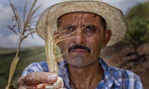 Na Guatemala agricultores lutam contra os impactos da seca. 