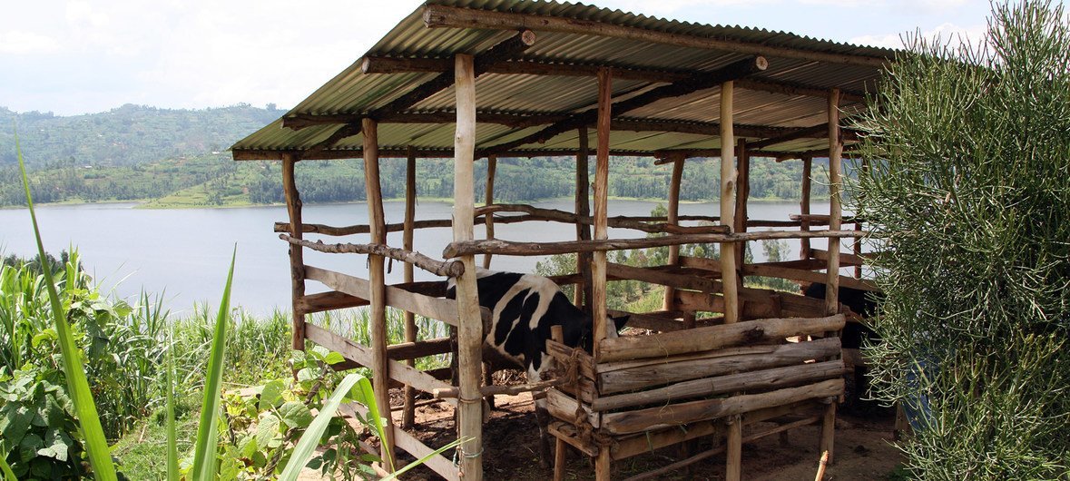Chaque famille d'un village vert au Rwanda s'attend à recevoir une vache gratuite.