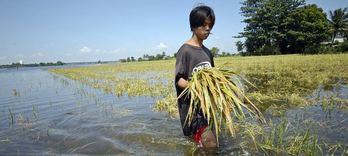 Man walking through a flooded rice field. Photo: Nonie Reyes / World Bank